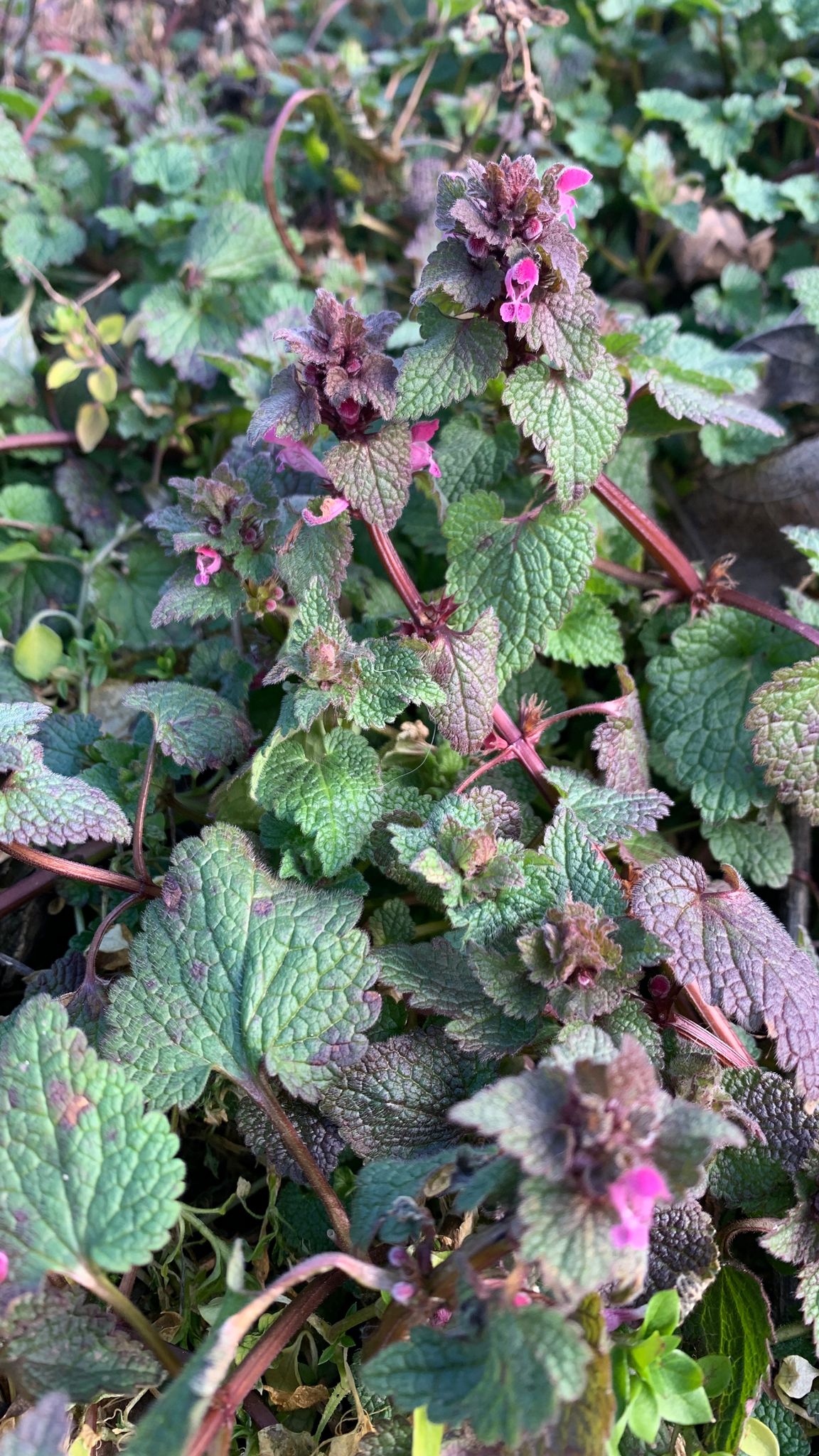 dead nettle