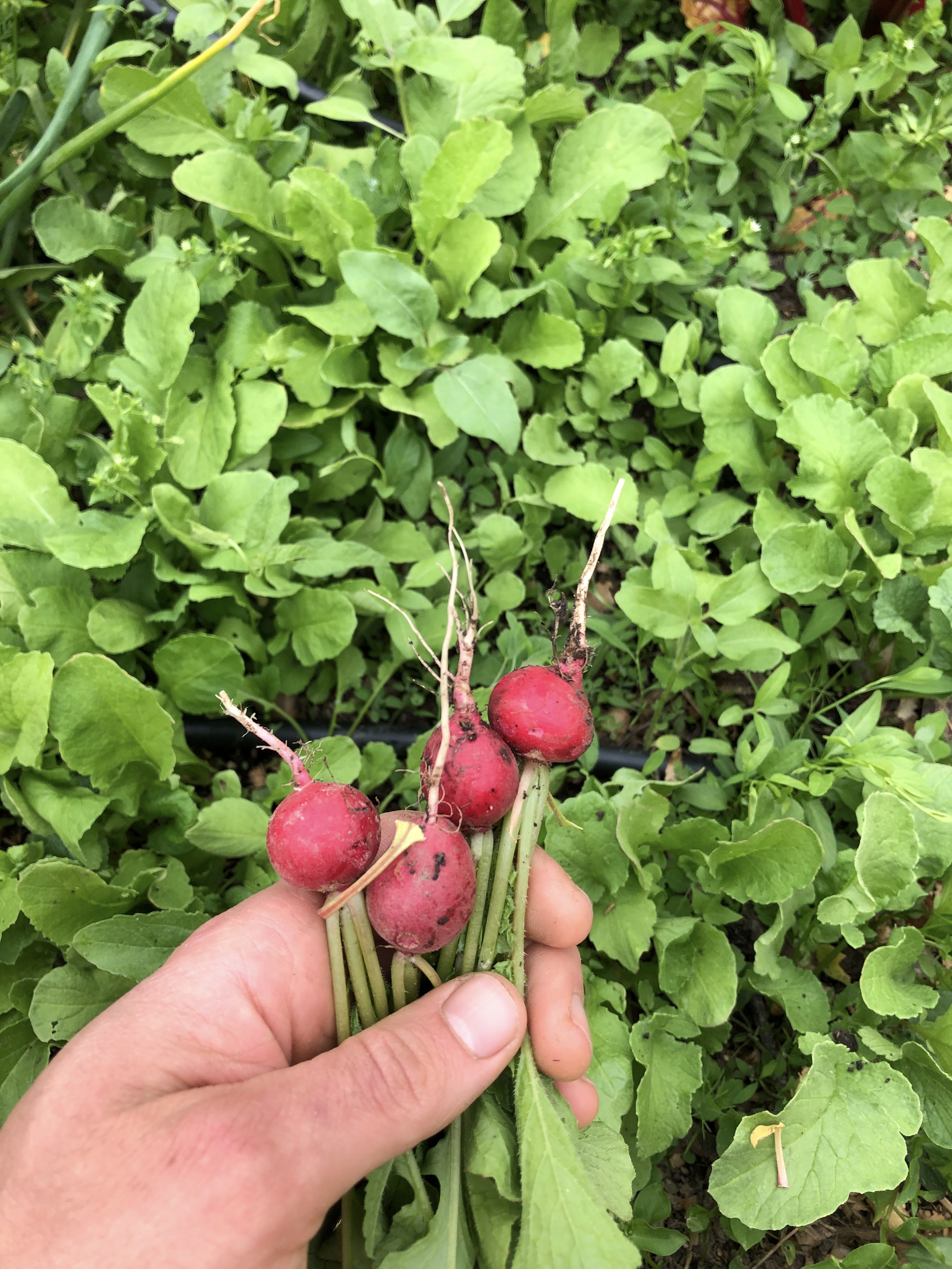 Radish