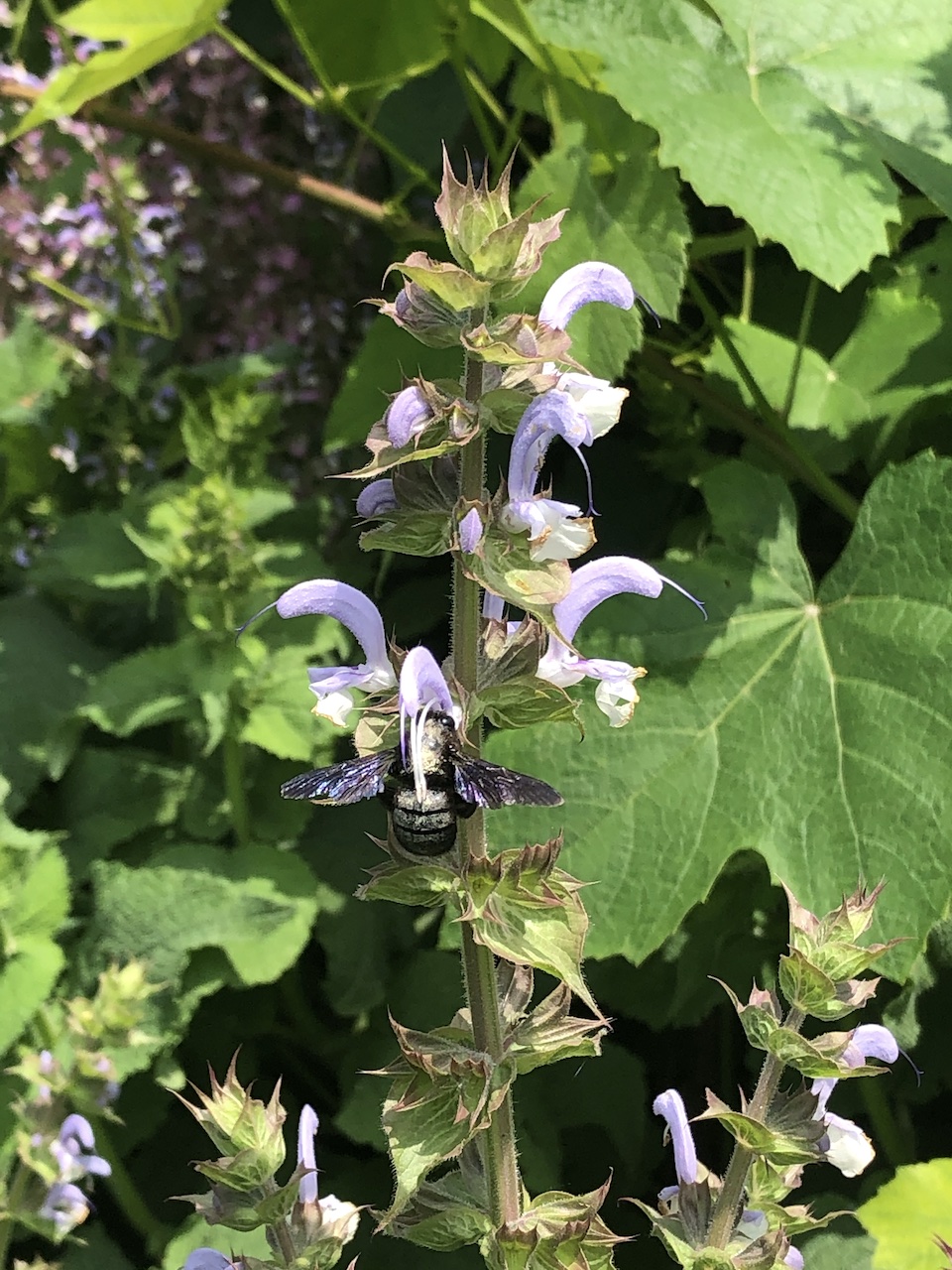 Salvia sclarea