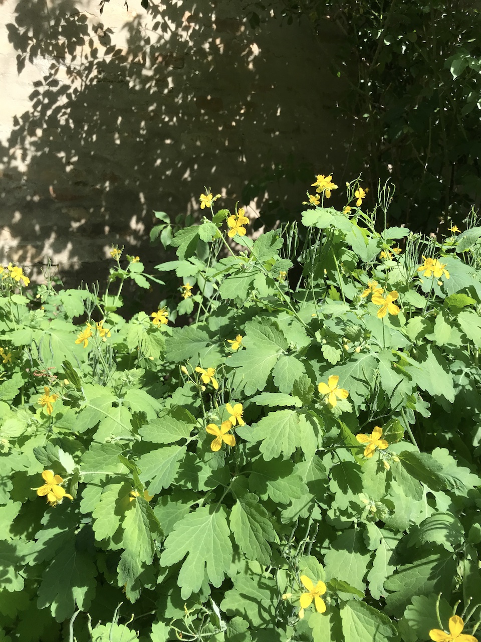Greater celandine