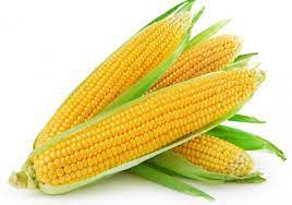Maize