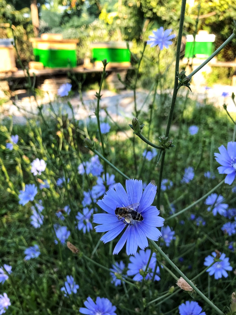Chicory - Cichorium intybus