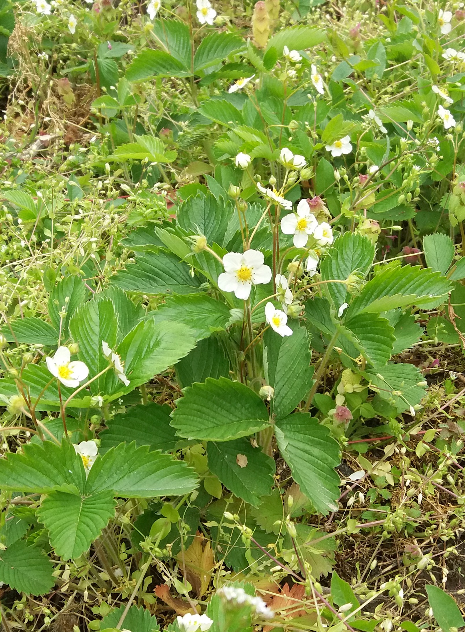 Strawberry (Fragaria × ananassa) - Rosaceae plant