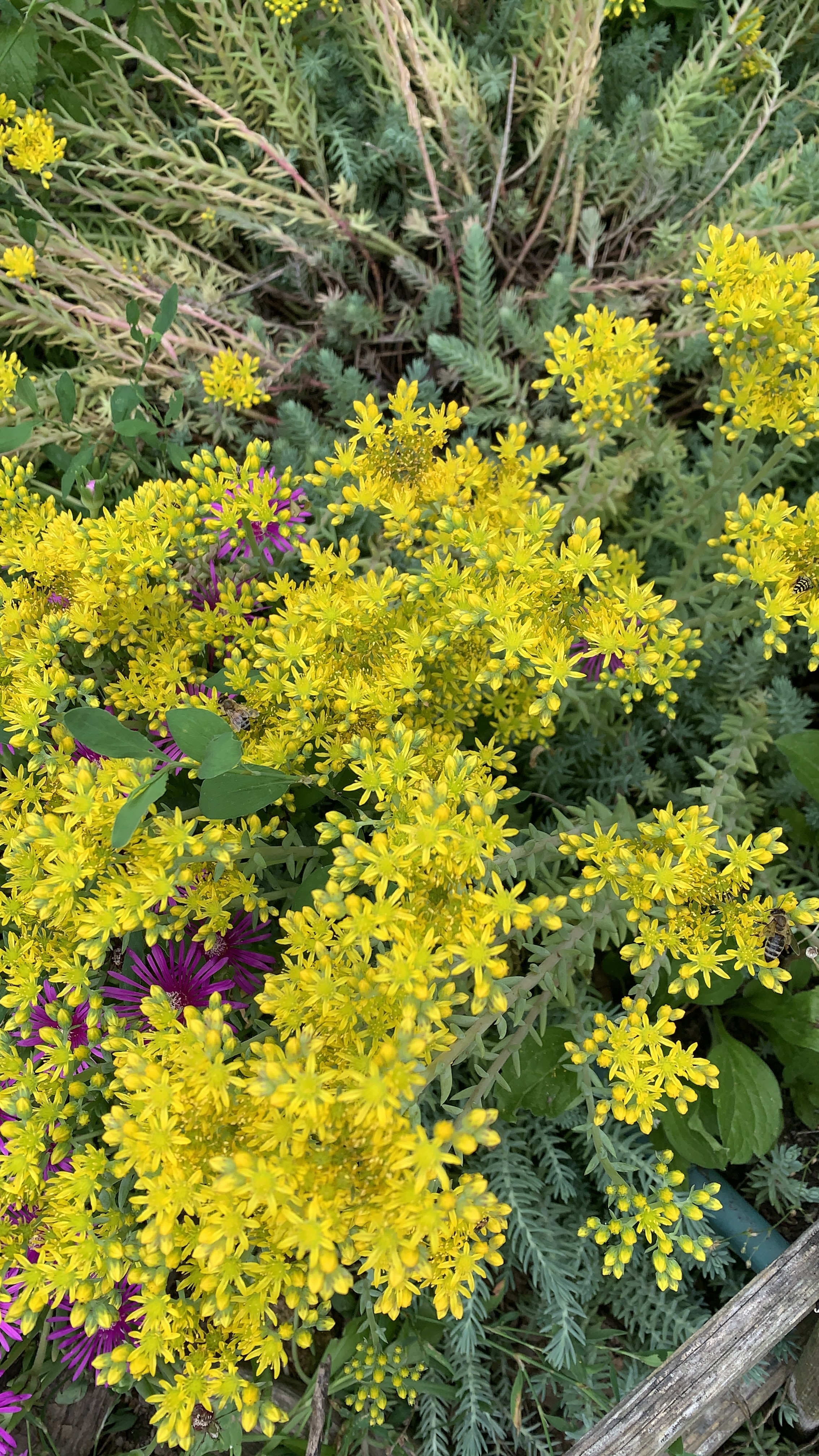 Sedum montanum