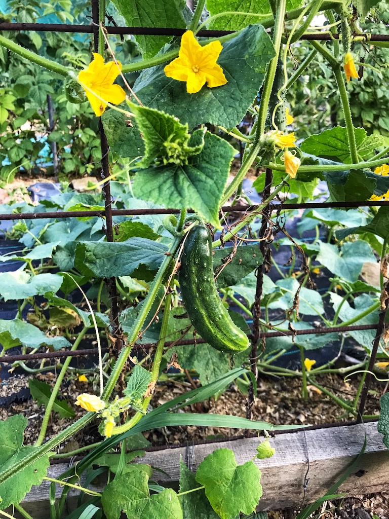 Cucumber