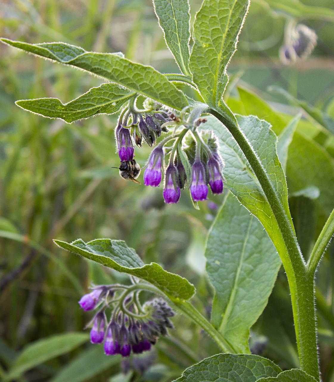 Comfrey
