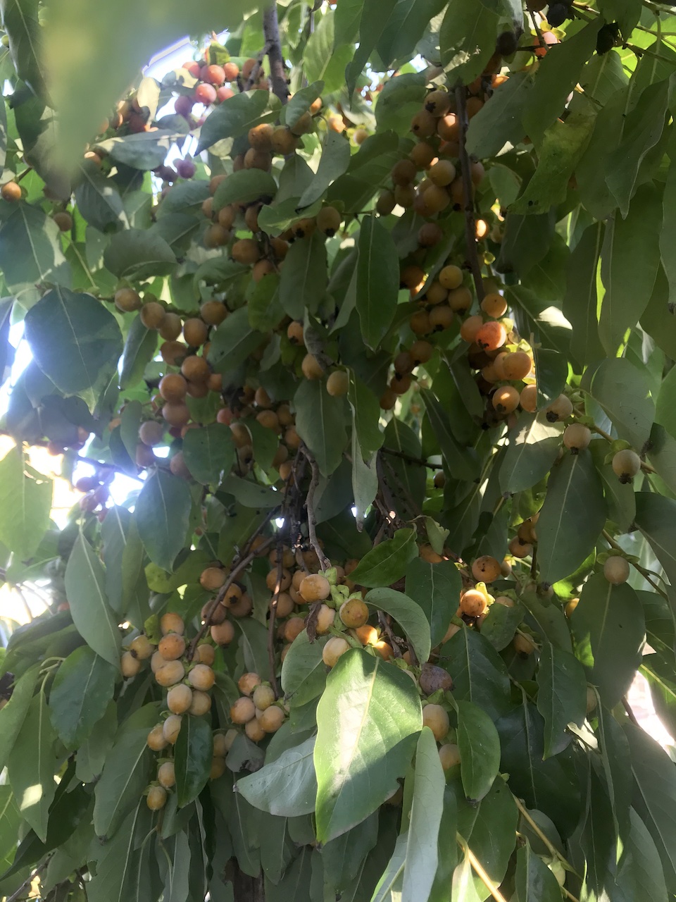 Diospyros virginiana